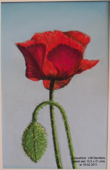 Coquelicot